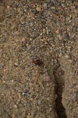 Dasymutilla coccineohirta