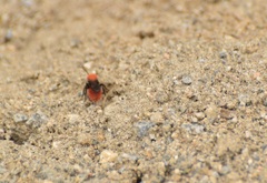 Dasymutilla coccineohirta