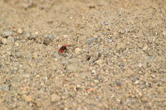 Dasymutilla coccineohirta