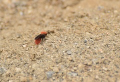 Dasymutilla coccineohirta