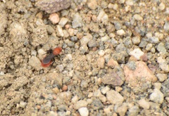 Dasymutilla coccineohirta