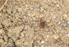 Dasymutilla coccineohirta