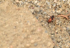 Dasymutilla coccineohirta