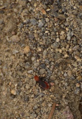 Dasymutilla coccineohirta