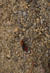 Dasymutilla coccineohirta
