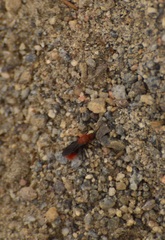 Dasymutilla coccineohirta
