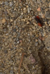 Dasymutilla coccineohirta