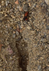 Dasymutilla coccineohirta