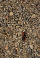 Dasymutilla coccineohirta