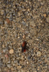 Dasymutilla coccineohirta