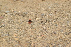 Dasymutilla coccineohirta