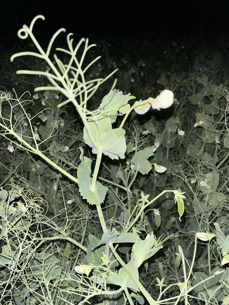 Pisum sativum