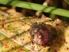 Peribalus strictus vernalis