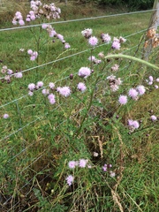 Cirsium arvense