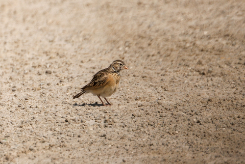 Pink-billed Lark (Spizocorys conirostris), photo 7