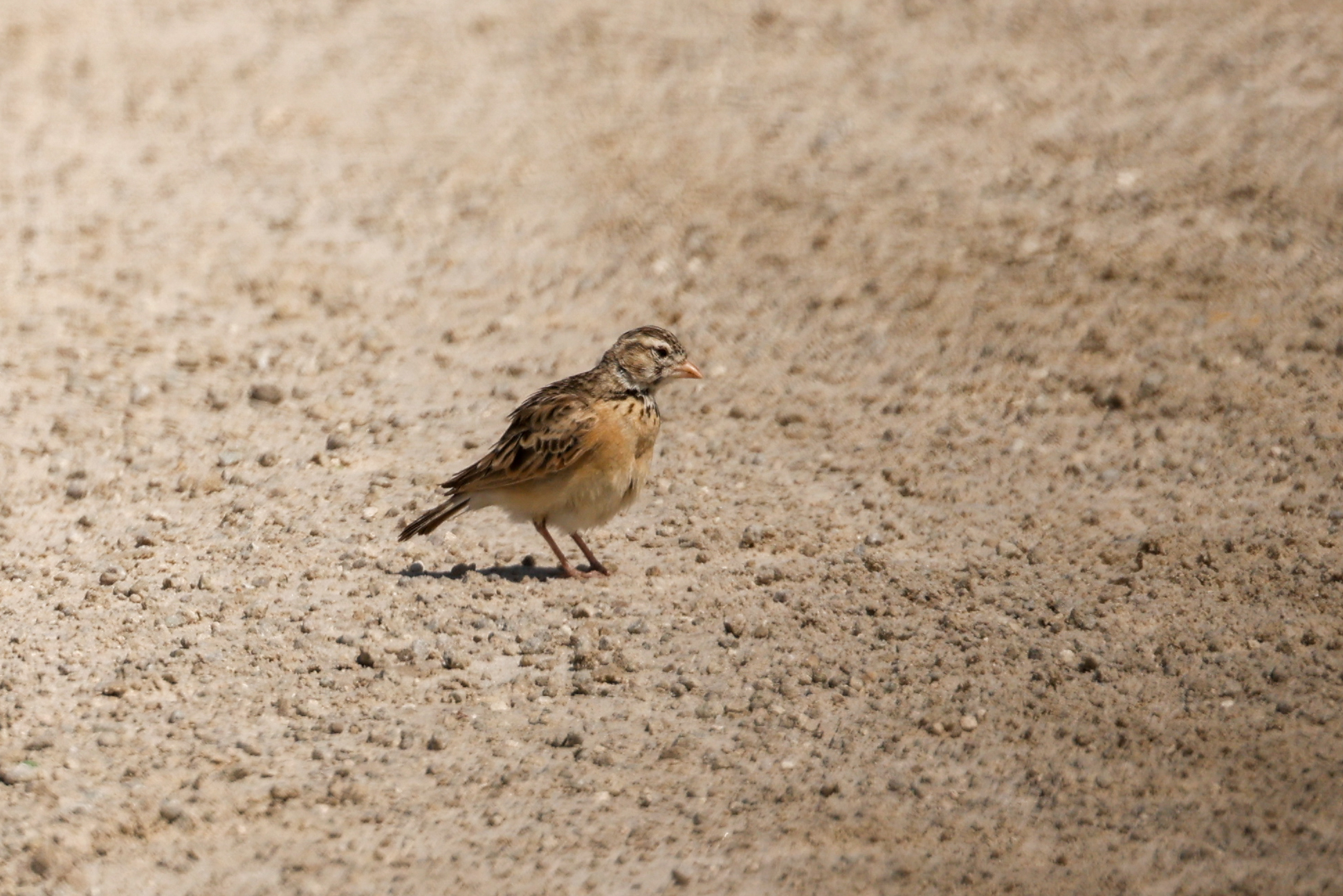 Pink-billed Lark (Spizocorys conirostris), photo 10