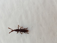 Brentinae