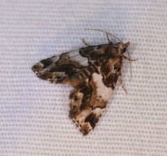 Cutina distincta