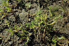 Spergularia canadensis