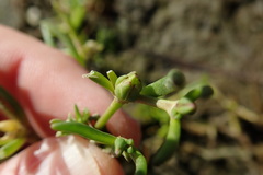Spergularia canadensis