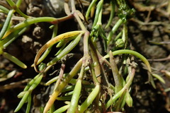 Spergularia canadensis