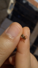 Insecta