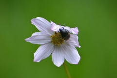 Cosmos diversifolius