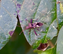 Acanthocerus