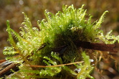 Drepanocladus