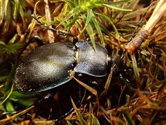 Carabus convexus