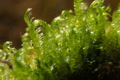 Drepanocladus