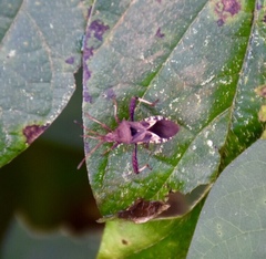 Acanthocerus
