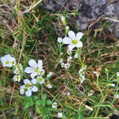 Cherleria langii, photograph 4