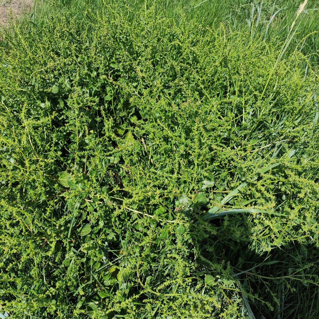 Beta vulgaris