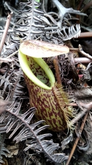 Nepenthes pectinata