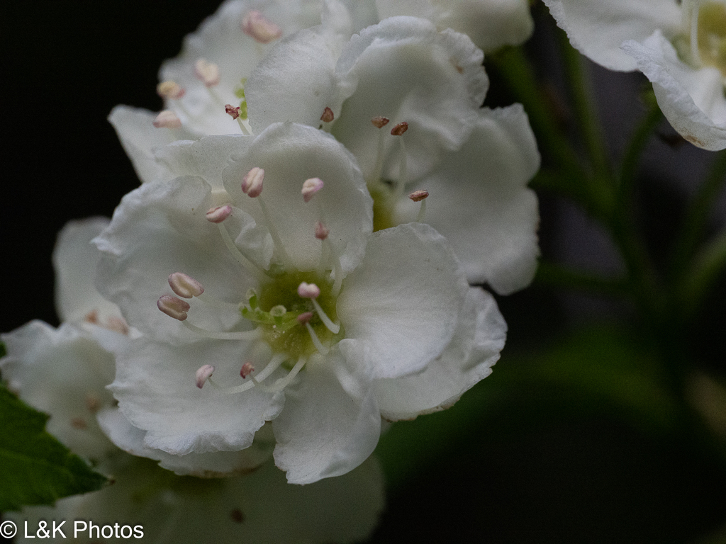 Crataegus