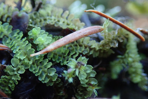 Image of Trilophozia quinquedentata by no rights reserved