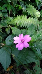 Impatiens platypetala