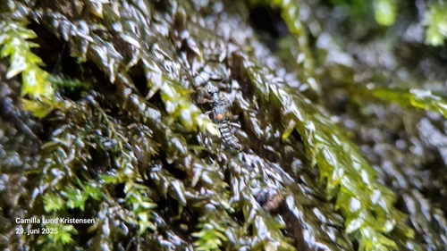Dianous coerulescens