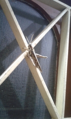 Cyrtacanthacris tatarica