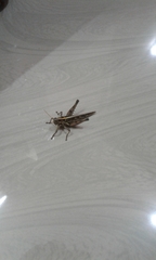 Cyrtacanthacris tatarica