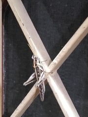 Cyrtacanthacris tatarica