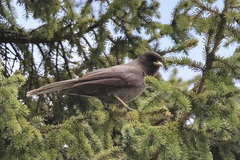 Sichuan Jay photo 3