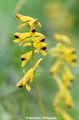 Corydalis cornuta