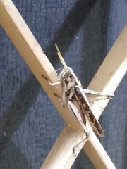 Cyrtacanthacris tatarica