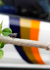 Enchenopa quadricolor