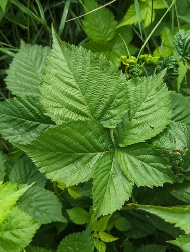 recurved blackberry (Rubus recurvans)