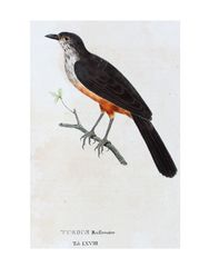 Turdus rufiventris