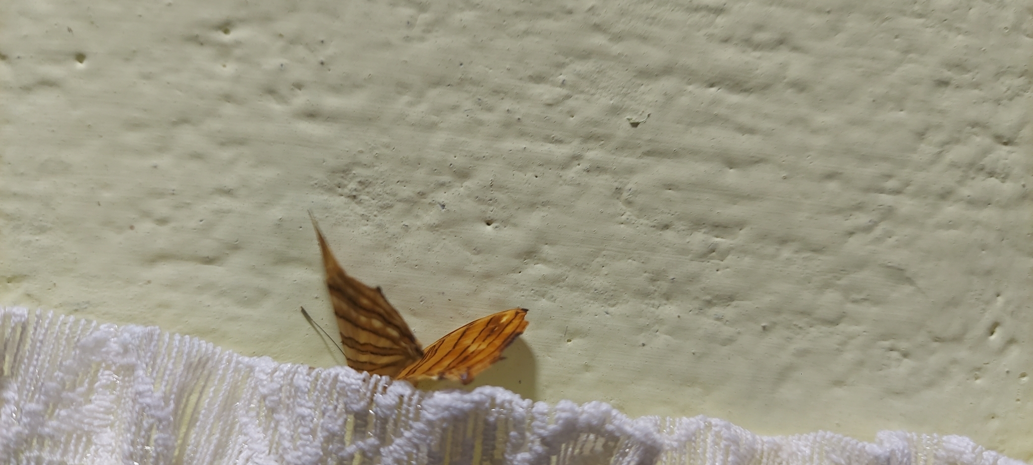Common Maplet