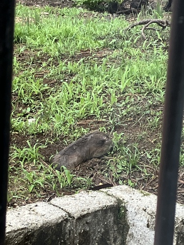 Smoky Pocket Gopher